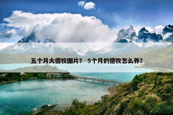 五个月大德牧图片？ 5个月的德牧怎么养？