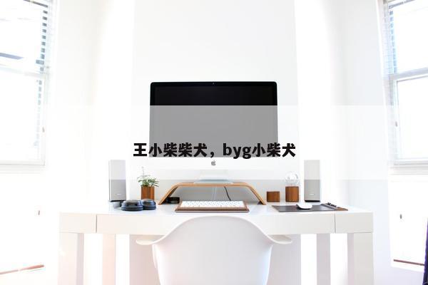王小柴柴犬，byg小柴犬