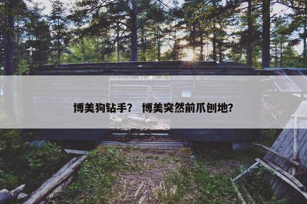 博美狗钻手？ 博美突然前爪刨地？