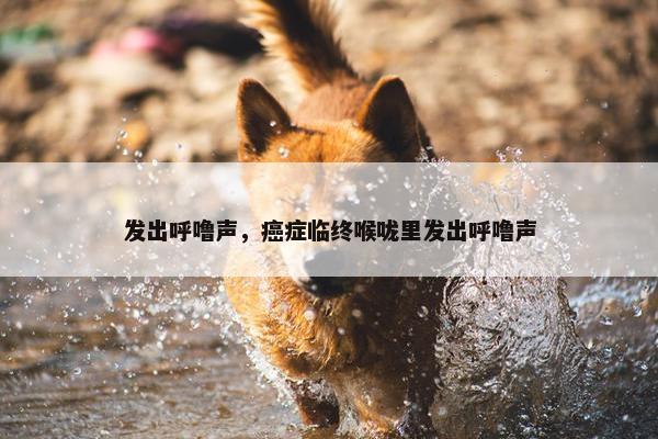 发出呼噜声，癌症临终喉咙里发出呼噜声