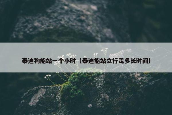 泰迪狗能站一个小时（泰迪能站立行走多长时间）