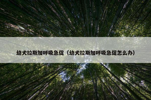 幼犬拉斯加呼吸急促（幼犬拉斯加呼吸急促怎么办）