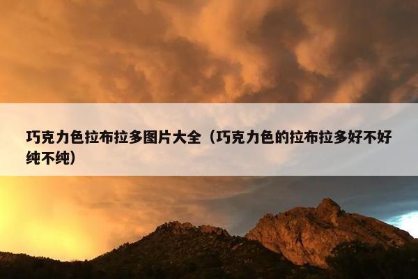 巧克力色拉布拉多图片大全（巧克力色的拉布拉多好不好纯不纯）