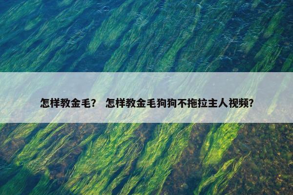 怎样教金毛？ 怎样教金毛狗狗不拖拉主人视频？