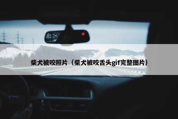 柴犬被咬照片（柴犬被咬舌头gif完整图片）