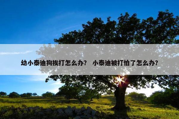 幼小泰迪狗挨打怎么办？ 小泰迪被打怕了怎么办？