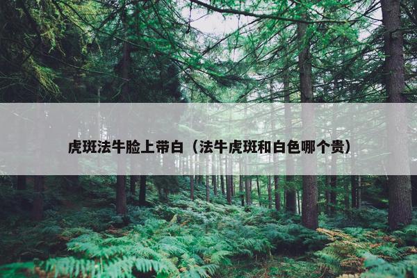 虎斑法牛脸上带白（法牛虎斑和白色哪个贵）