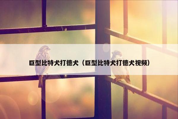 巨型比特犬打德犬（巨型比特犬打德犬视频）