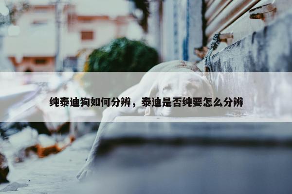 纯泰迪狗如何分辨，泰迪是否纯要怎么分辨