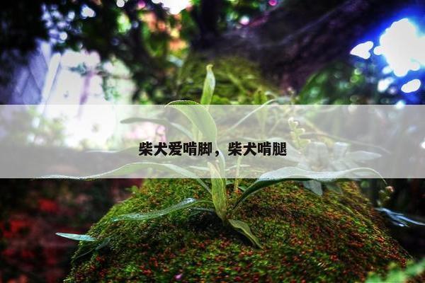 柴犬爱啃脚，柴犬啃腿