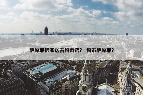 萨摩耶拆家送去狗肉馆？ 狗市萨摩耶？