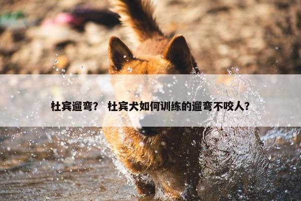杜宾遛弯？ 杜宾犬如何训练的遛弯不咬人？