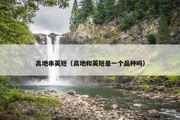 高地串英短（高地和英短是一个品种吗）