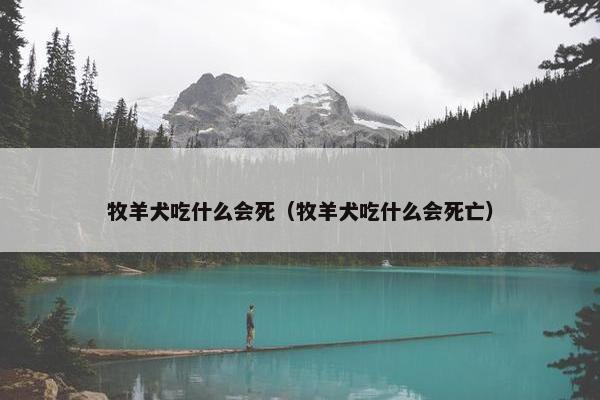 牧羊犬吃什么会死（牧羊犬吃什么会死亡）