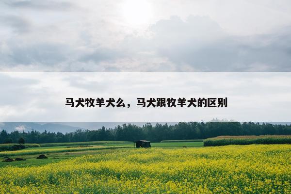 马犬牧羊犬么，马犬跟牧羊犬的区别