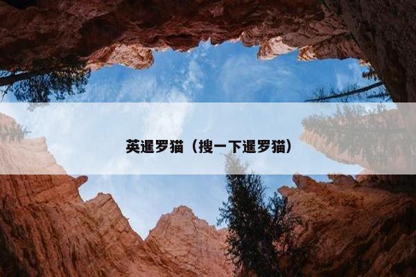 英暹罗猫（搜一下暹罗猫）