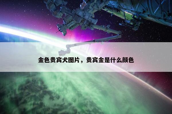 金色贵宾犬图片，贵宾金是什么颜色