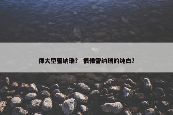 像大型雪纳瑞？ 很像雪纳瑞的纯白？