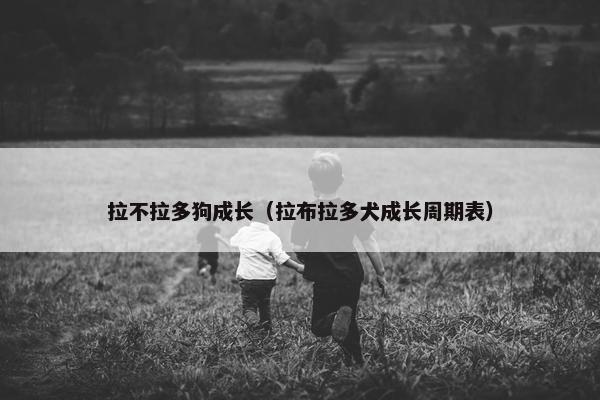 拉不拉多狗成长（拉布拉多犬成长周期表）