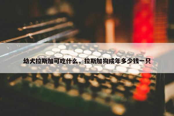 幼犬拉斯加可吃什么，拉斯加狗成年多少钱一只