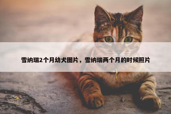 雪纳瑞2个月幼犬图片，雪纳瑞两个月的时候照片