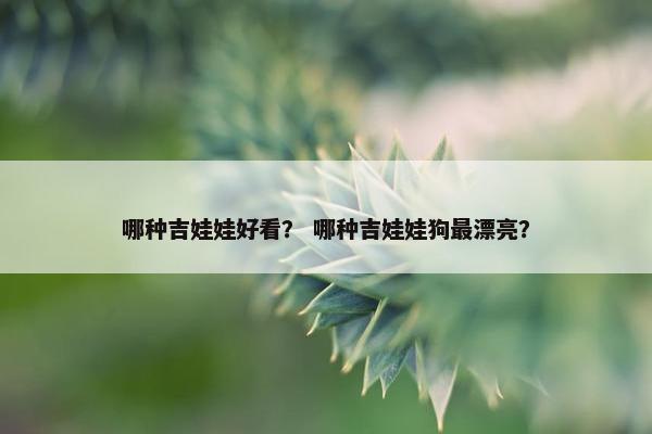 哪种吉娃娃好看？ 哪种吉娃娃狗最漂亮？