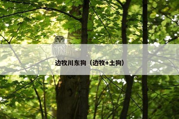 边牧川东狗（边牧+土狗）