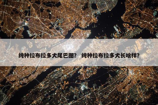 纯种拉布拉多犬尾巴图？ 纯种拉布拉多犬长啥样？