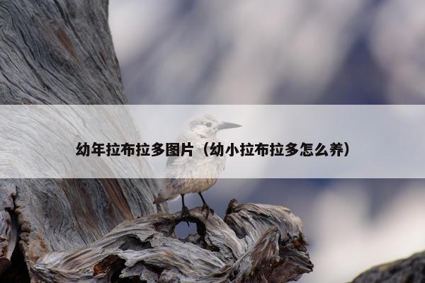 幼年拉布拉多图片（幼小拉布拉多怎么养）