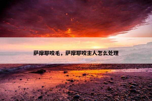 萨摩耶咬毛，萨摩耶咬主人怎么处理