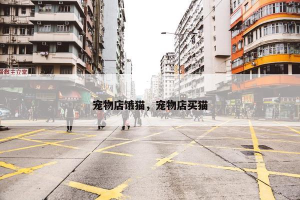 宠物店饿猫，宠物店买猫