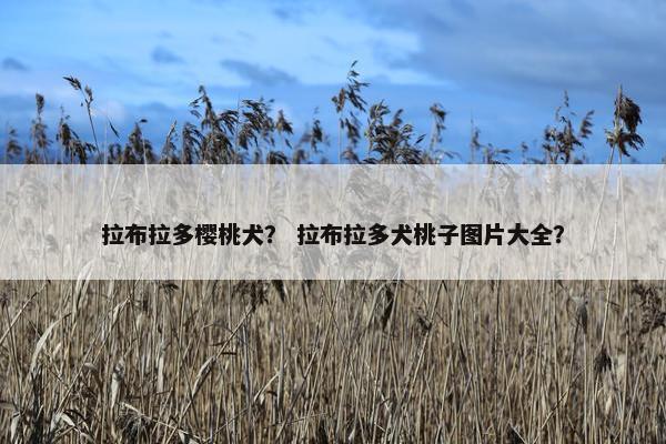 拉布拉多樱桃犬？ 拉布拉多犬桃子图片大全？