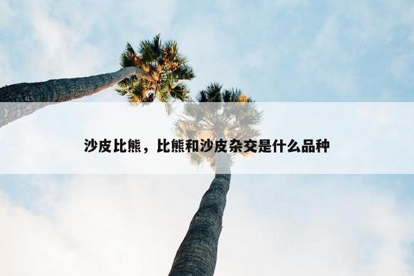 沙皮比熊，比熊和沙皮杂交是什么品种