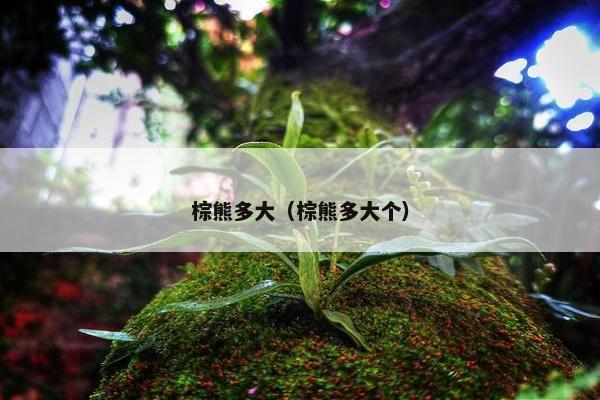棕熊多大（棕熊多大个）