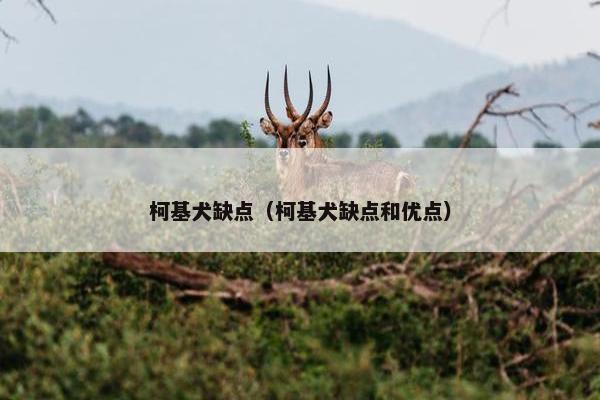 柯基犬缺点（柯基犬缺点和优点）