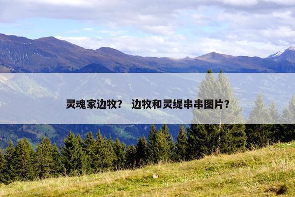 灵魂家边牧？ 边牧和灵缇串串图片？