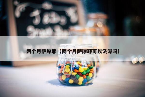 两个月萨摩耶（两个月萨摩耶可以洗澡吗）