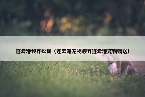 连云港领养松狮（连云港宠物领养连云港宠物赠送）