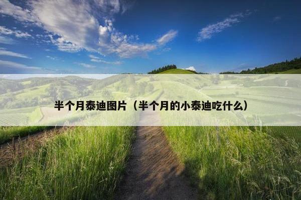 半个月泰迪图片（半个月的小泰迪吃什么）