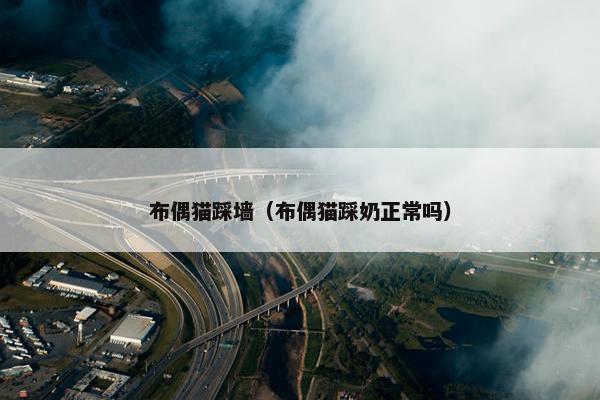 布偶猫踩墙（布偶猫踩奶正常吗）