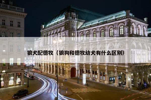 狼犬配德牧（狼狗和德牧幼犬有什么区别）