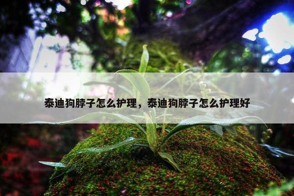 泰迪狗脖子怎么护理，泰迪狗脖子怎么护理好