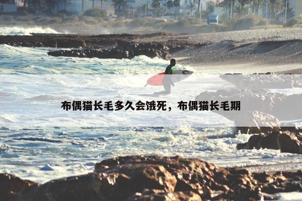 布偶猫长毛多久会饿死，布偶猫长毛期