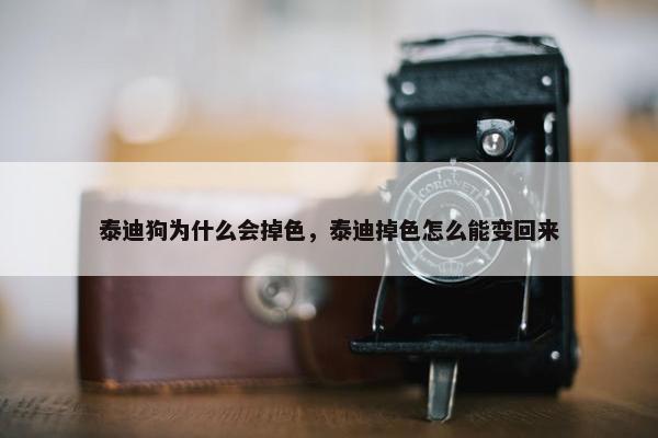 泰迪狗为什么会掉色，泰迪掉色怎么能变回来