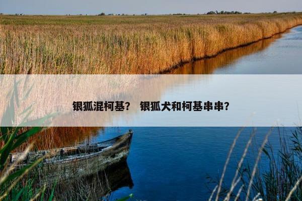 银狐混柯基？ 银狐犬和柯基串串？