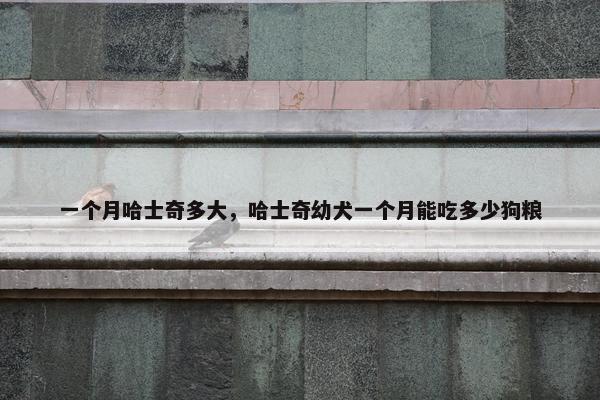 一个月哈士奇多大，哈士奇幼犬一个月能吃多少狗粮