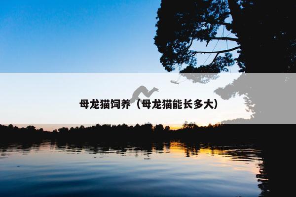 母龙猫饲养（母龙猫能长多大）