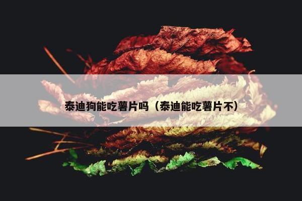 泰迪狗能吃薯片吗（泰迪能吃薯片不）
