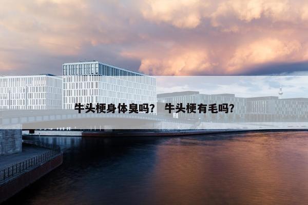牛头梗身体臭吗？ 牛头梗有毛吗？