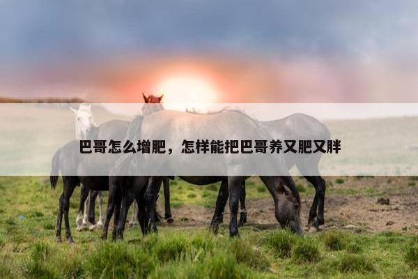 巴哥怎么增肥，怎样能把巴哥养又肥又胖
